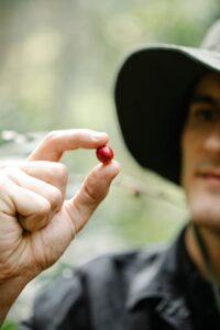 Crop content male farmer in hat holding small red berry while harvesting coffee in green garden on sunny day